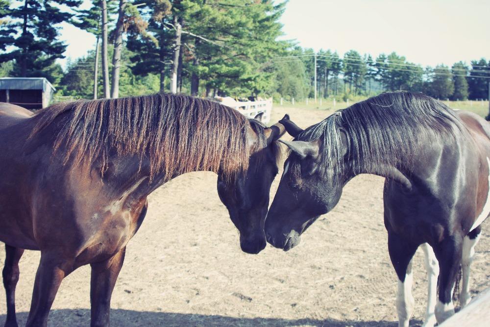 Trinity Equestrian Center4