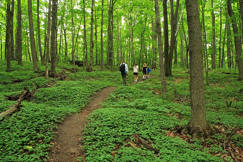 Green Point Dunes Nature Preserve9