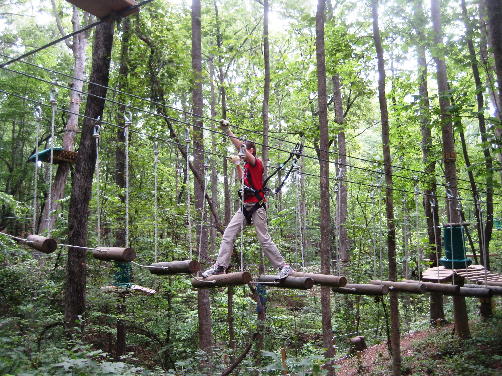 Treetop Quest6