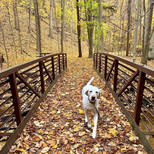 Sanctuary Woods Preserve 2