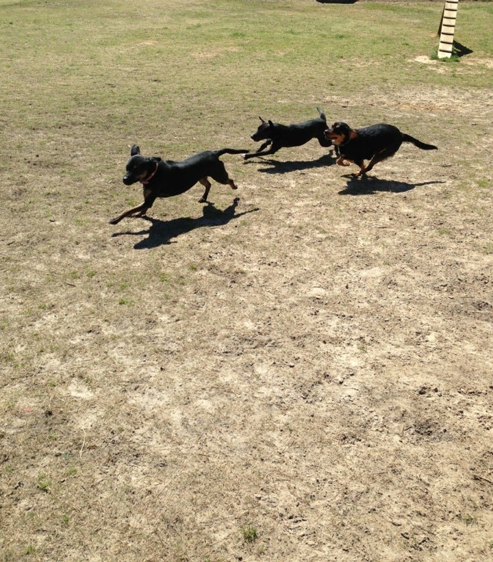 Aiken Dog Park8