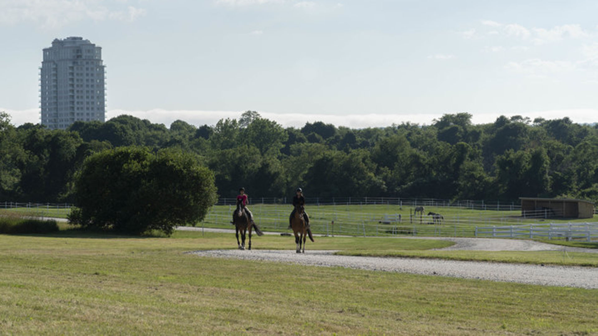 Nora Harris Equestrian3