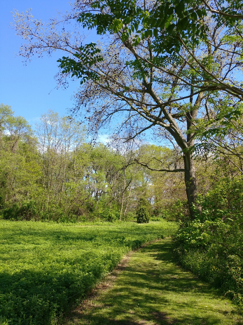 garview point reserve meadow.jpg