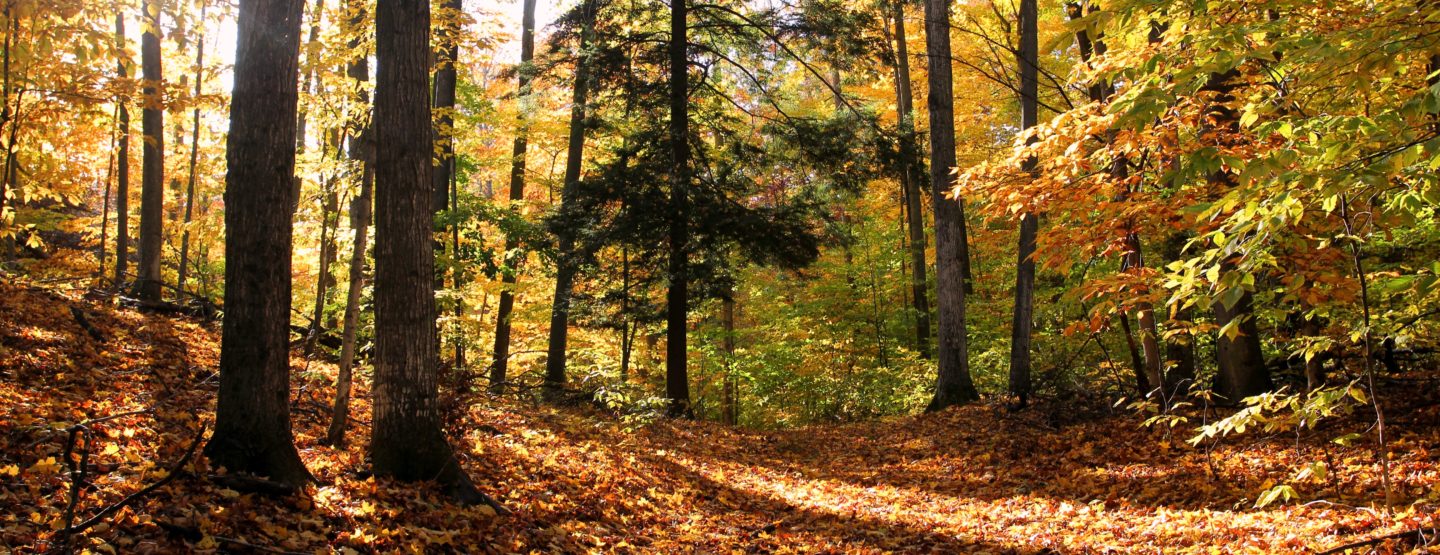 Palmer Woods Forest Reserve 2