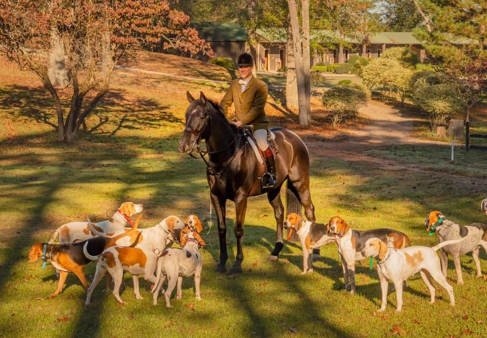Aiken Hounds5