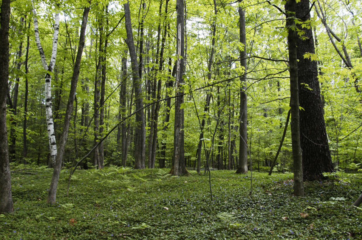 Muncie Lakes Pathway6
