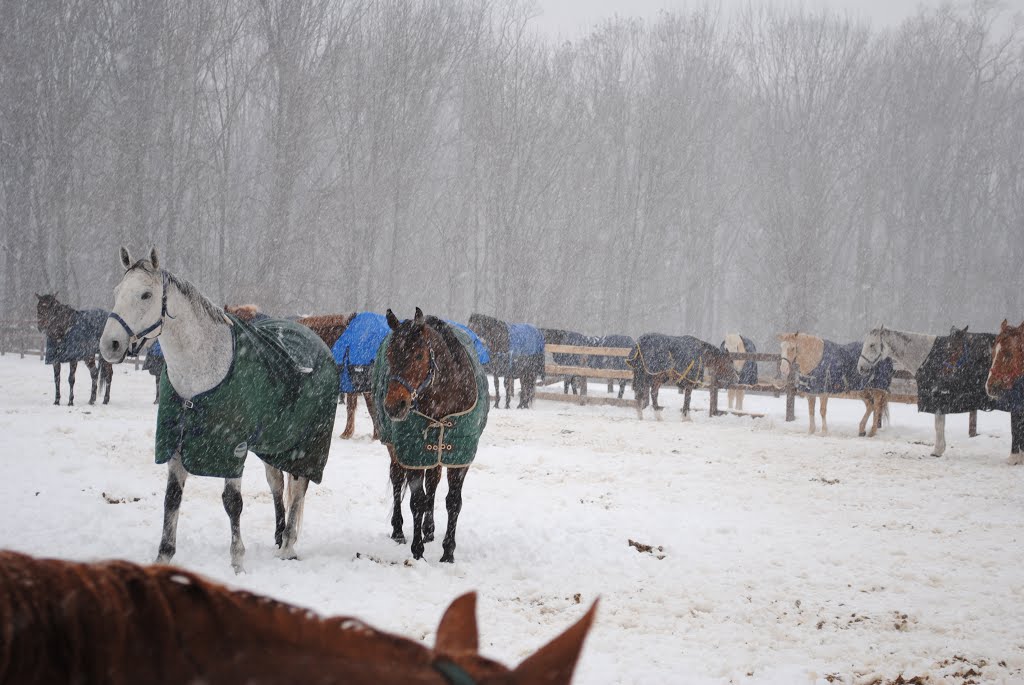 watchung stables in the snow