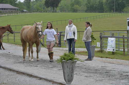 horse