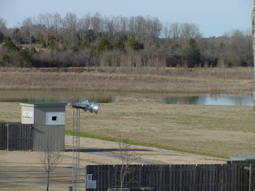 Whitetail field