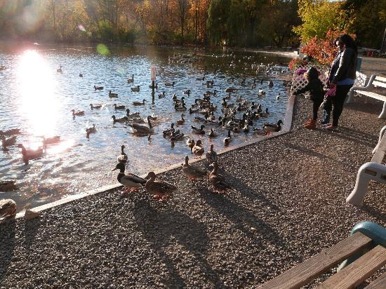 Webster Pond4