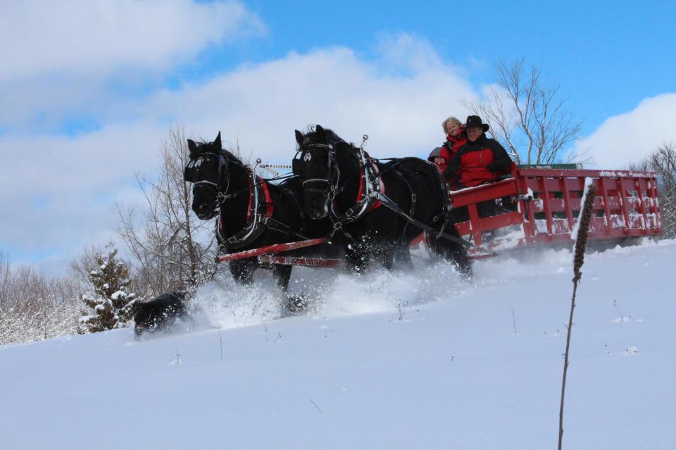 Horse Drawn Sleigh Rides and Hay Rides6