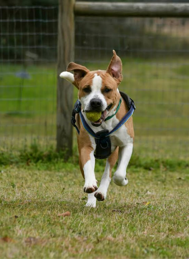 Aiken Dog Park2