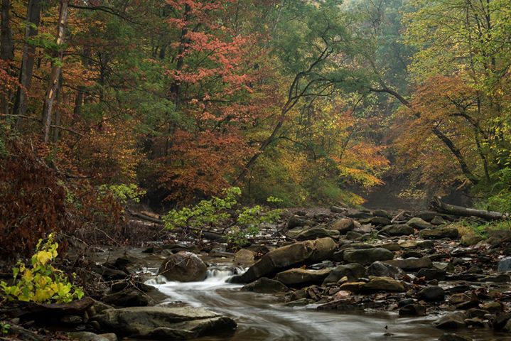 cvnp header.jpeg