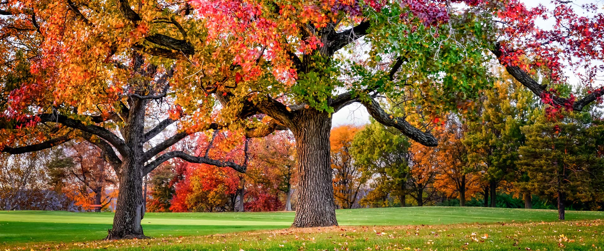 Wildwood Golf Club3