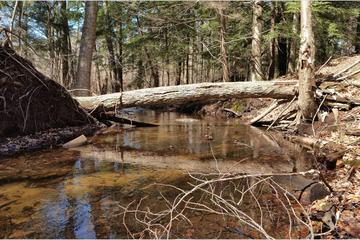 Port Sheldon Natural Area 1