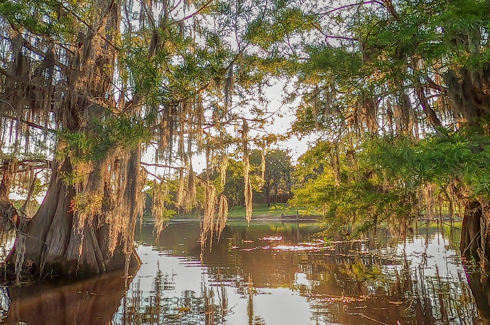Lake_Bistineau_Cypress_Moss_09_1700x1130-1.jpg