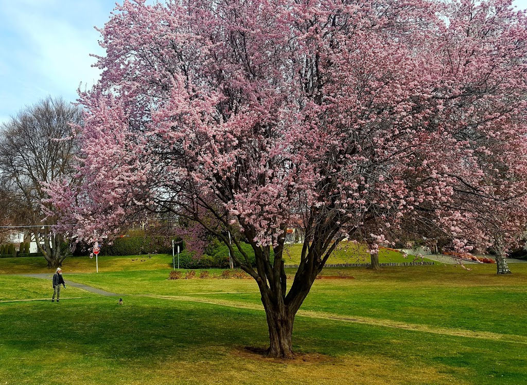 Franklin Park 5