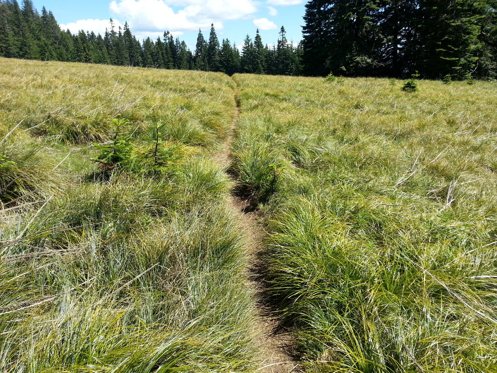 Alpine Trail