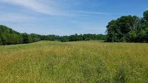 American Chestnut Land Trust- North Trail image