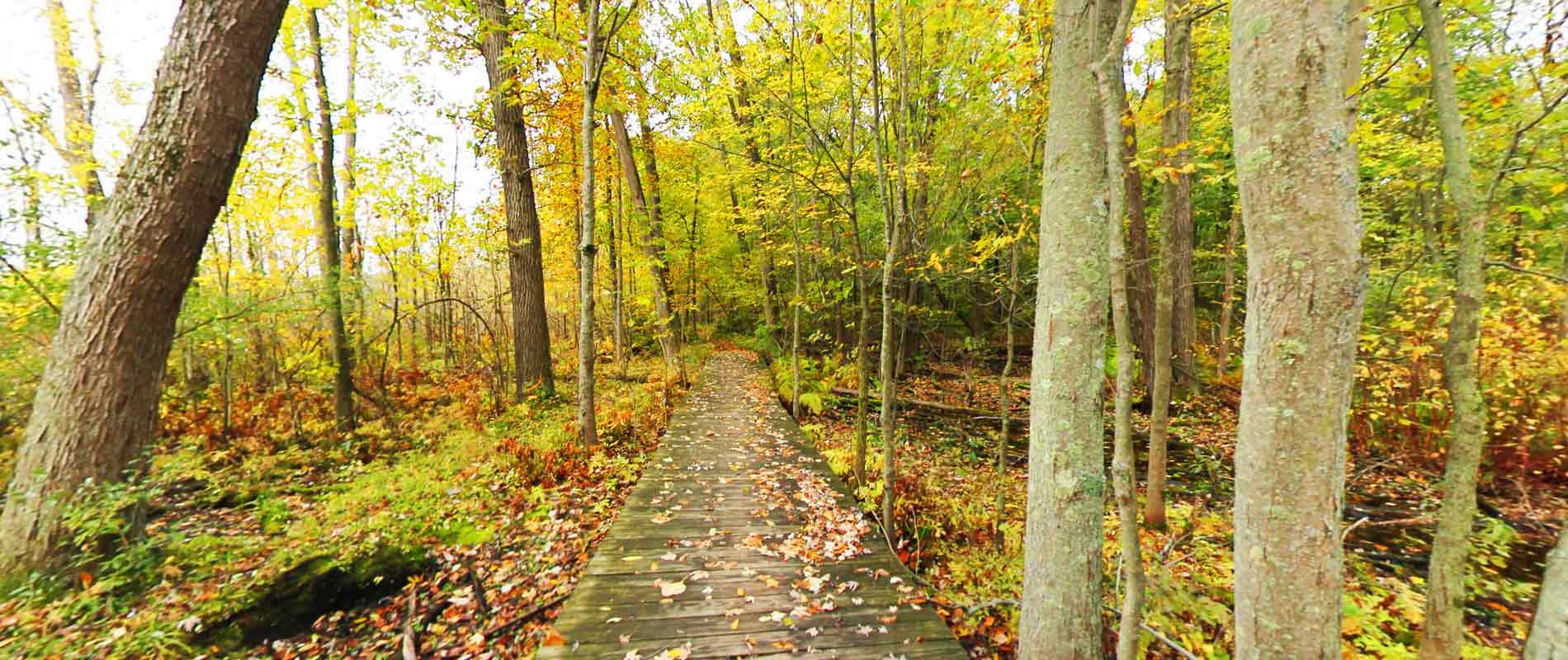 Pinckney Recreation Area 2
