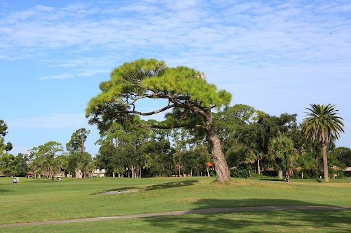 smyrna golf course 2