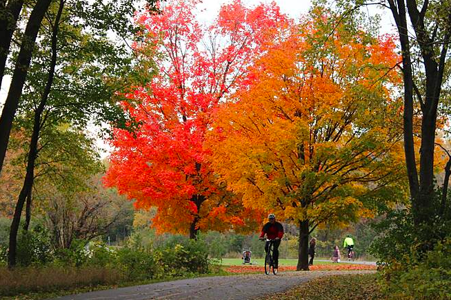 Busse Woods 3
