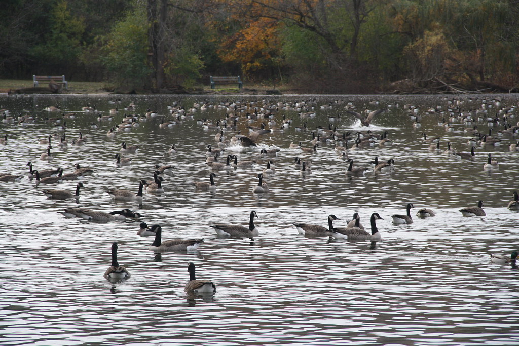Webster Pond5