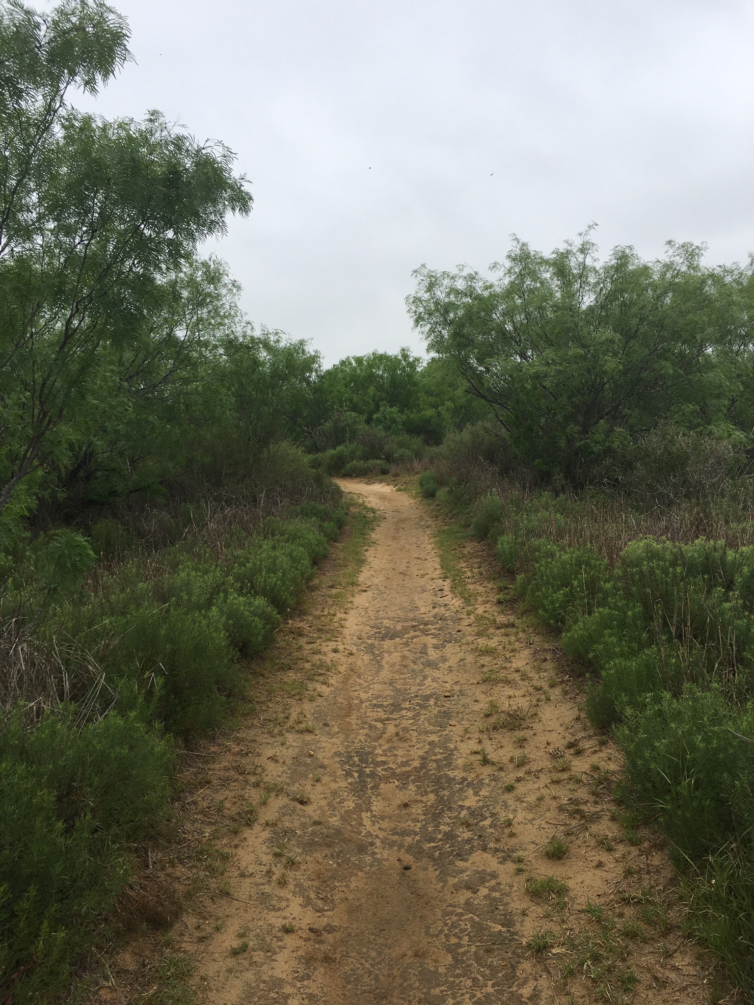 shiloh trail.png