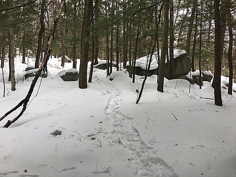 Ben Wood Mountain 4